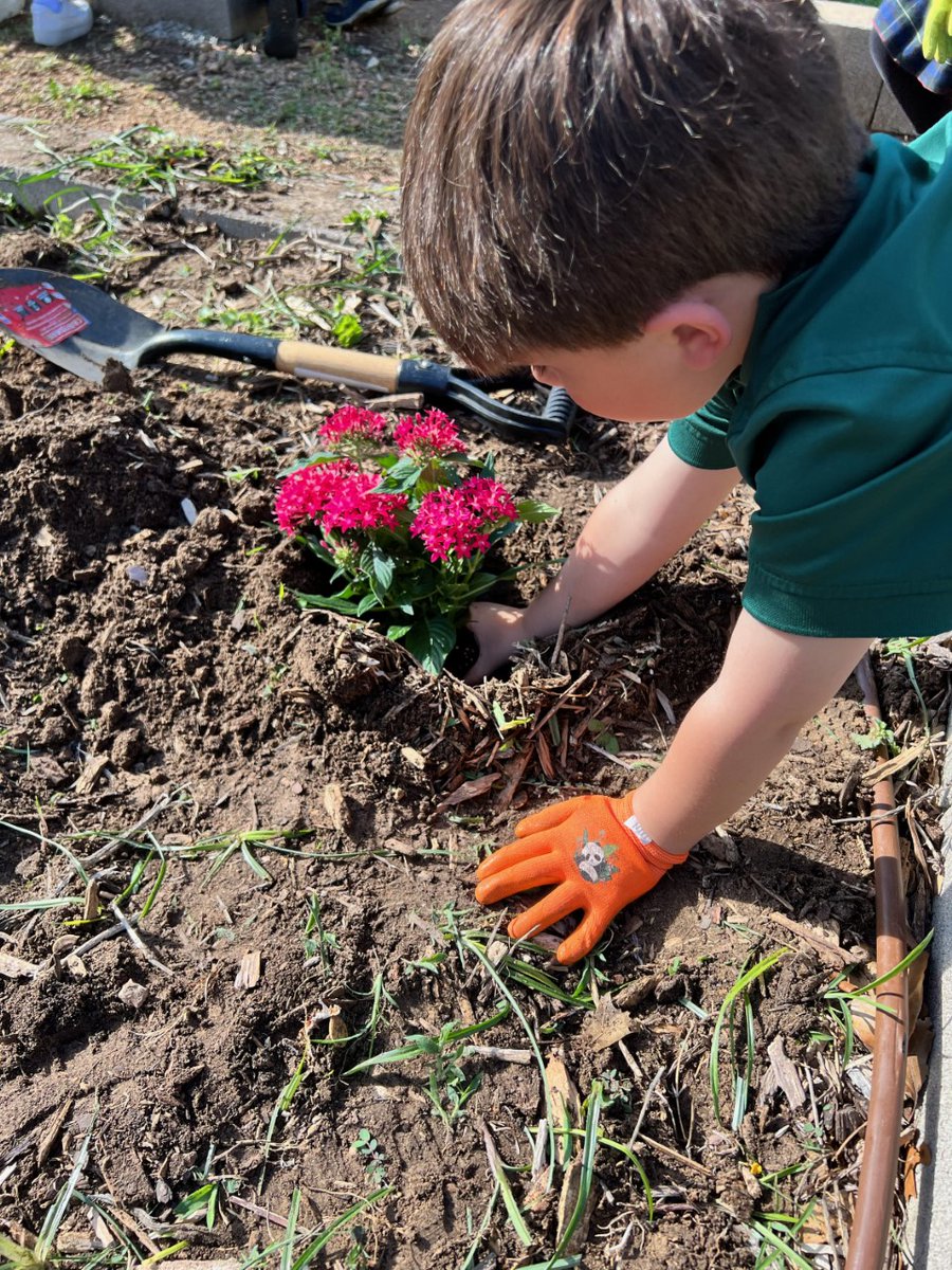 spsdfw's tweet photo. PK4 has been busy in the garden! Learning about nature in nature while learning about flowers and God's creation.
#spccs #naturestudies #catholicclassical #faithwisdomvirtue https://t.co/TEyQYi3wor