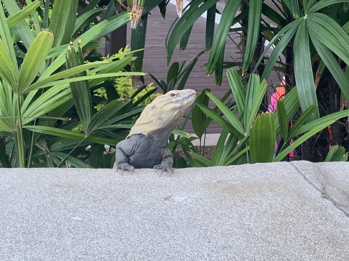 Charles King tweet media