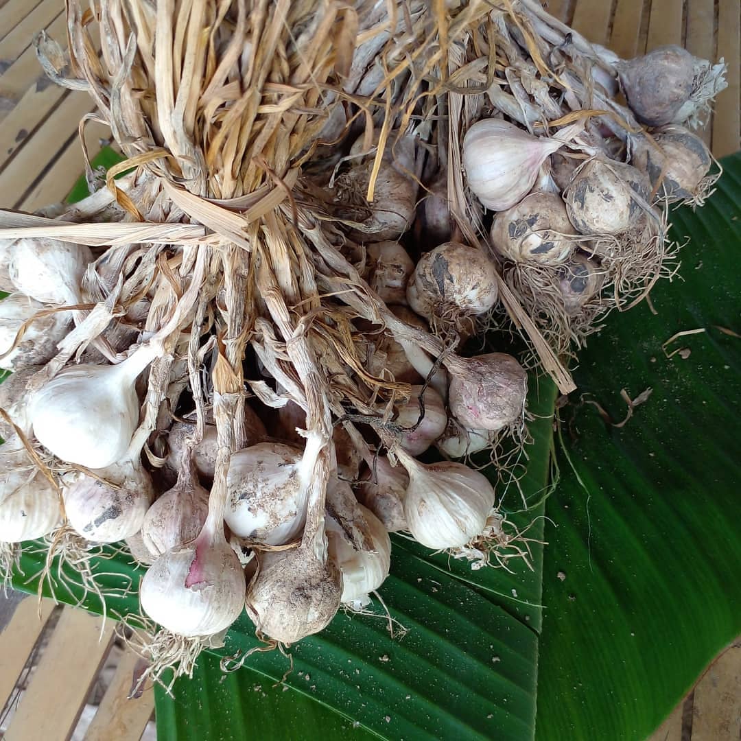 FoodsEsan's tweet photo. #bittergourd #pickledgarlic
#vegetable #driedonions
This is a staple in my vegetable garden.😊
I don't have to go to the supermarket. https://t.co/myDzzZRr3d