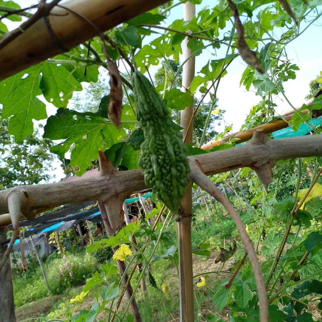 FoodsEsan's tweet photo. #bittergourd #pickledgarlic
#vegetable #driedonions
This is a staple in my vegetable garden.😊
I don't have to go to the supermarket. https://t.co/myDzzZRr3d