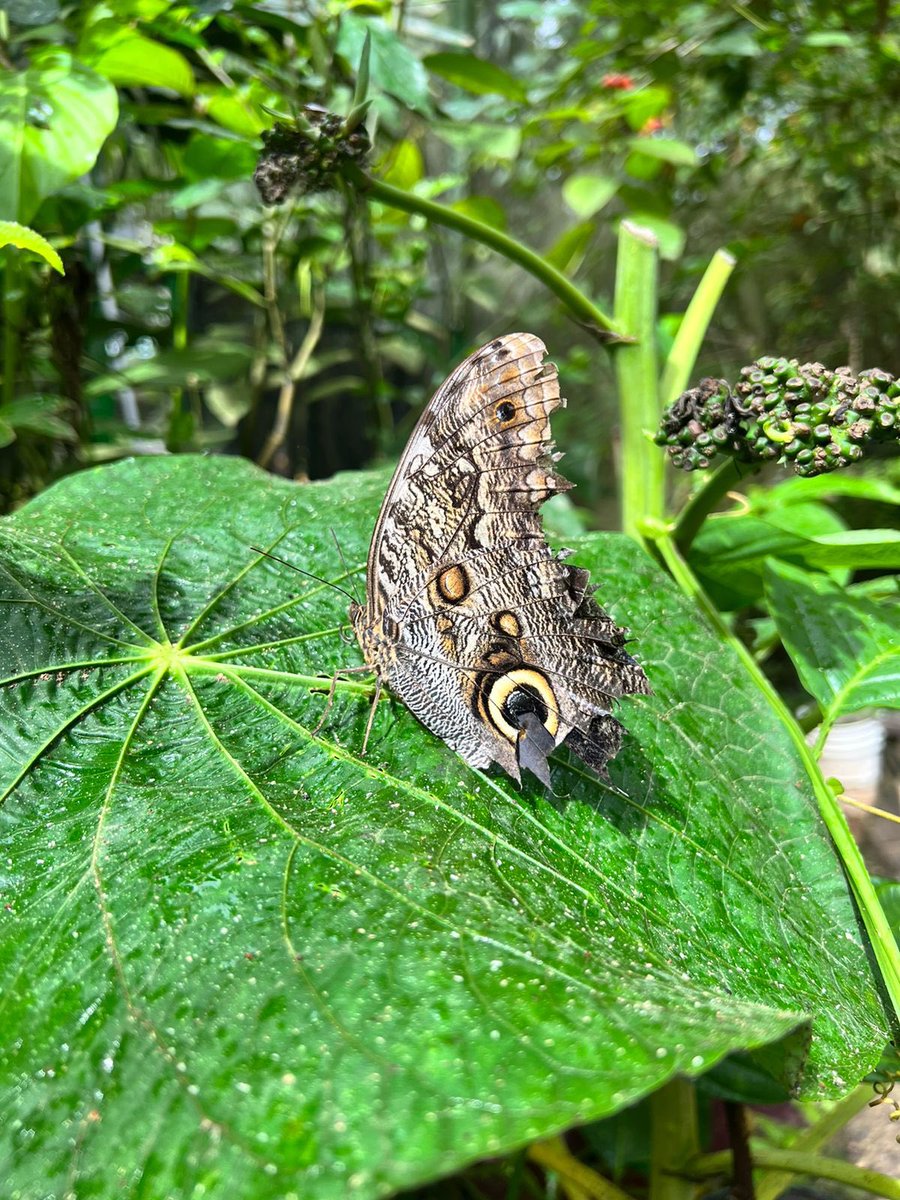 bioideaspanama's tweet photo. Transformación es un proceso que trae cambios a nuestras vidas. Panamá tierra de mariposas, en su ciclo de vida las mariposas nos enseñan que el cambio es constante y requiere adaptación. #bioideas #mariposabuho #Panama #abundancia #naturaleza #bosques https://t.co/eaIkP43rKA