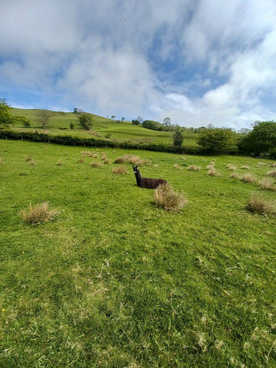 cledanvalley's tweet photo. Sunbathing llama! https://t.co/k0uY7lHjqW
