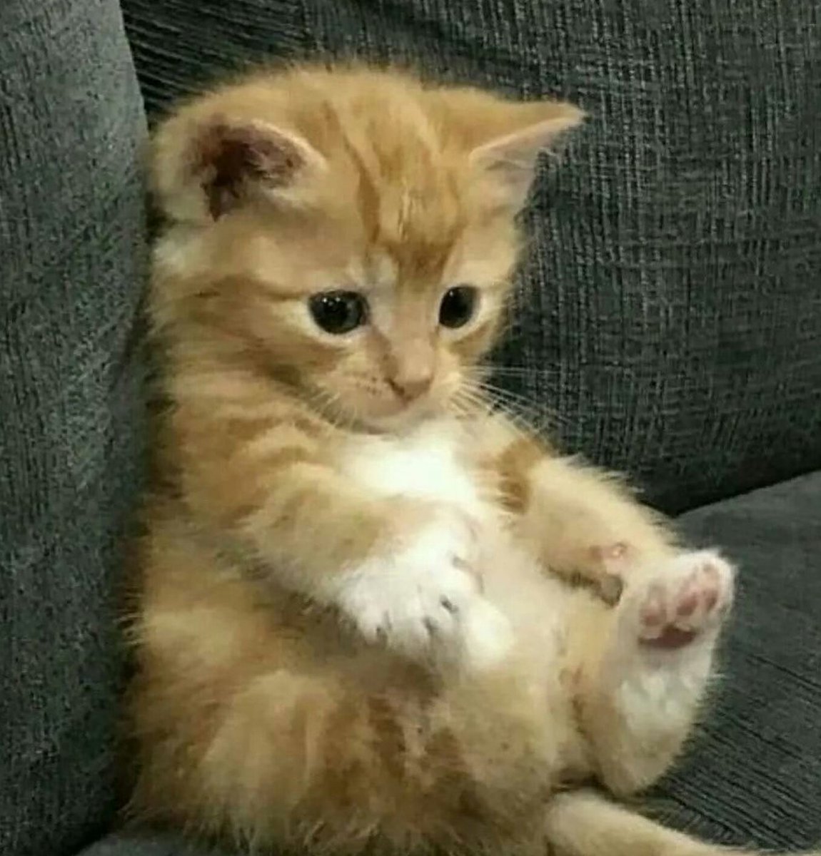 CuteKittyWorld's tweet photo. The most adorable thing ever!!! 😻❤

#CatsOfTwitter #kitten https://t.co/lrRzFzSGtu