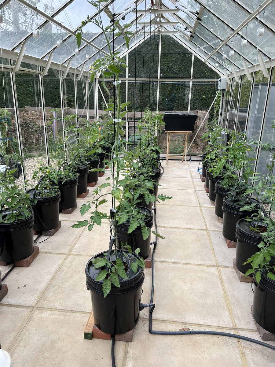 Few weeks on and our @RhinoGreenhouse is full of wonderful heritage and quirky tomatoes like Dancing with Smurfs 🤣🤣🤣