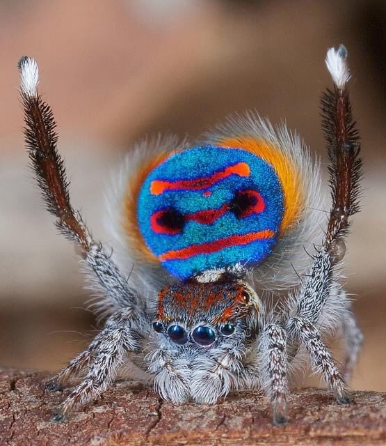 Peacock Spiders are only found in Australia and they're about as small as a grain of rice. Whilst considered venomous they are not a threat to humans. #DidYouKnow #savetheplanet #animal #insects #savetheearth #beautiful #MotherNature #nature