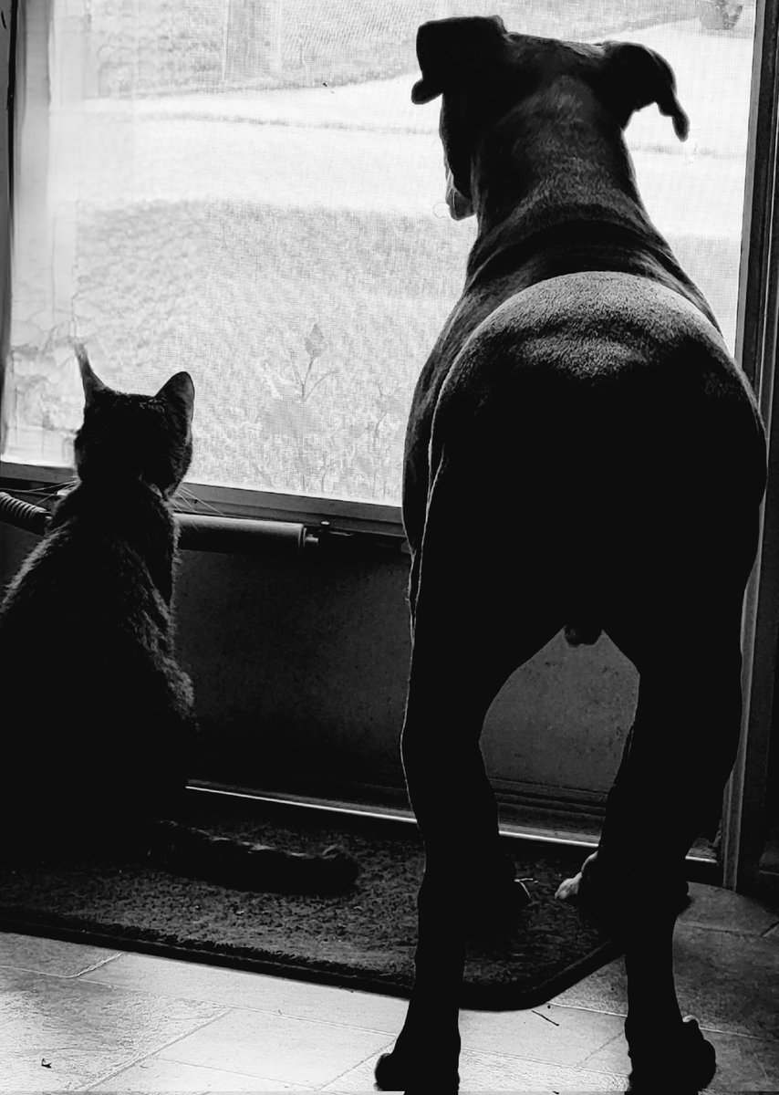 Phantom and Miss Kitty #bestfriends #dog #pitbull #kitty #showmeyourpitties #shelterrescue