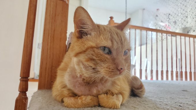 We swapped her medication after the recent wound drainage and look at how happier she is!   You cant<a href="/tag/ttrpg"class="tags"><span>#ttrpg</span></a>