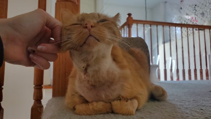 We swapped her medication after the recent wound drainage and look at how happier she is!   You cant<a href="/tag/ttrpg"class="tags"><span>#ttrpg</span></a>