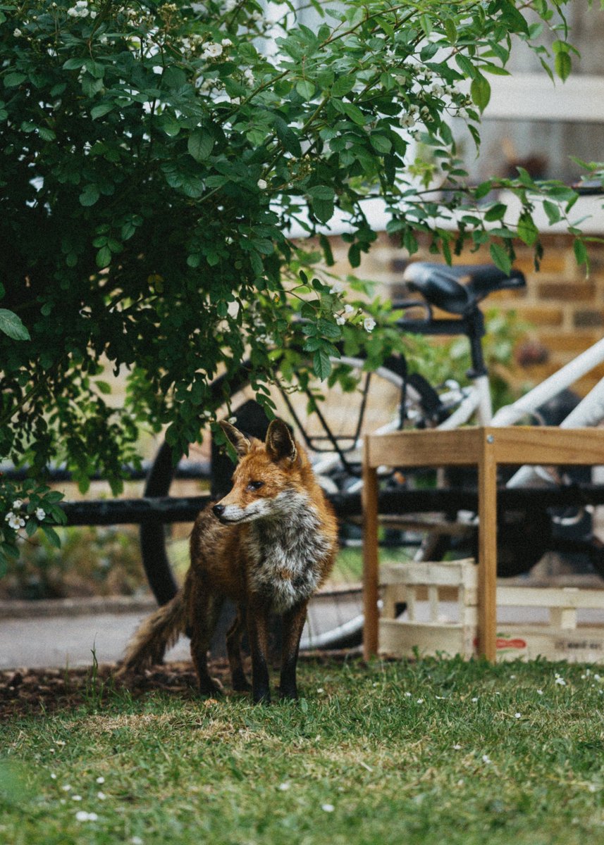 Igor_Bystander's tweet photo. I spotted this pretty fox in @wandbc 

#Putney #London #Fox #photooftheday #photo #nikonz50 @UKNikon #animal #nature https://t.co/0ZitUw00Cz