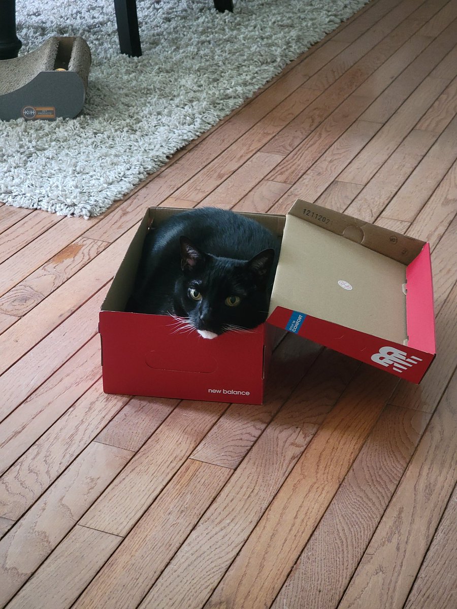 If the shoe box fits! #catboxsunday #CatsofTwittter #cat #tuxedocats