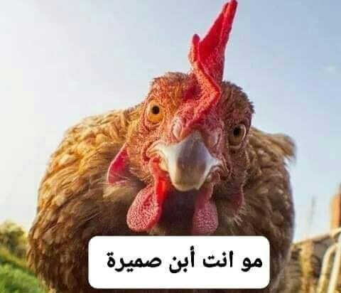 ابوحسن النعيمى (@2b6aphrkcdvn4vm) on Twitter photo 