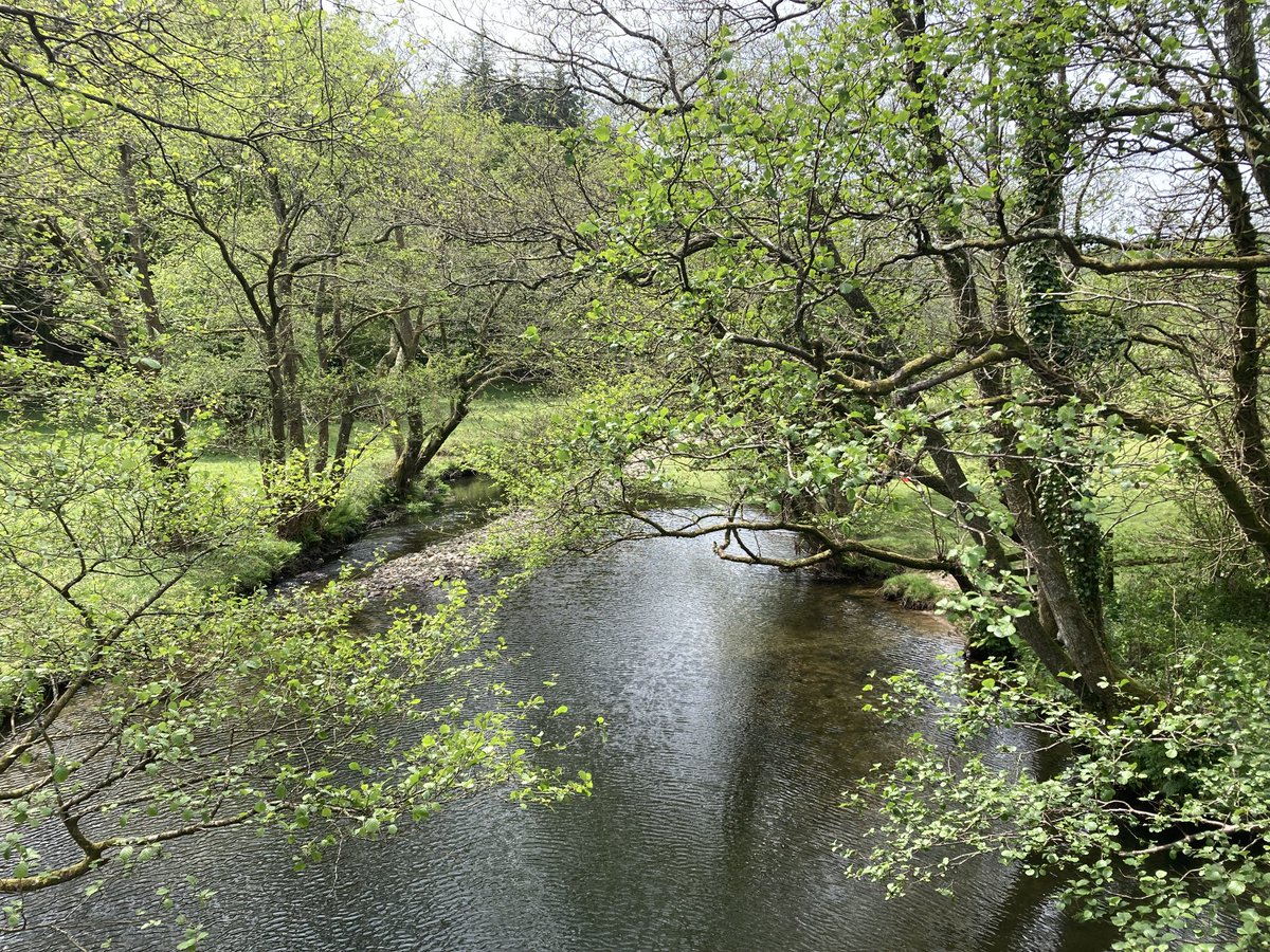 Mark65735856's tweet photo. The #River #Meavy from Gratton Ford Bridge today, #TrailRunning on #Dartmoor #Devon #nature #outdoors https://t.co/aR23ya58yQ