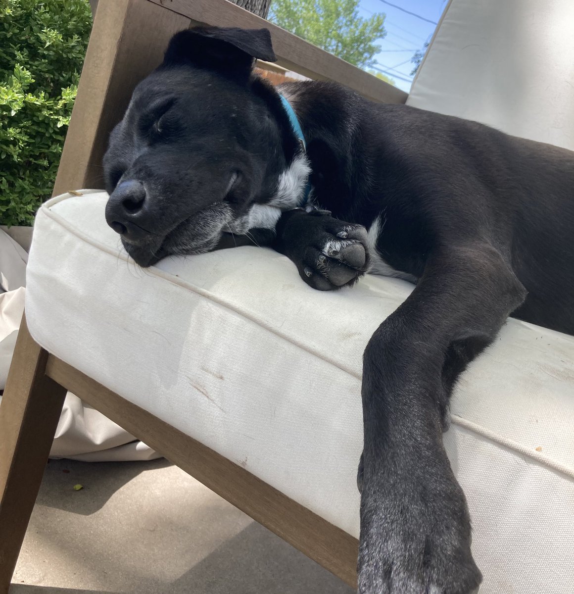 _mi5t_'s tweet photo. @LitMoose the pups say “happy sunday, the day of snoozing” https://t.co/Qtrc2mOa8k
