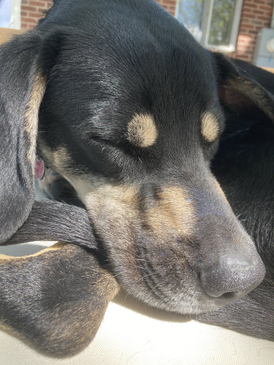 _mi5t_'s tweet photo. @LitMoose the pups say “happy sunday, the day of snoozing” https://t.co/Qtrc2mOa8k