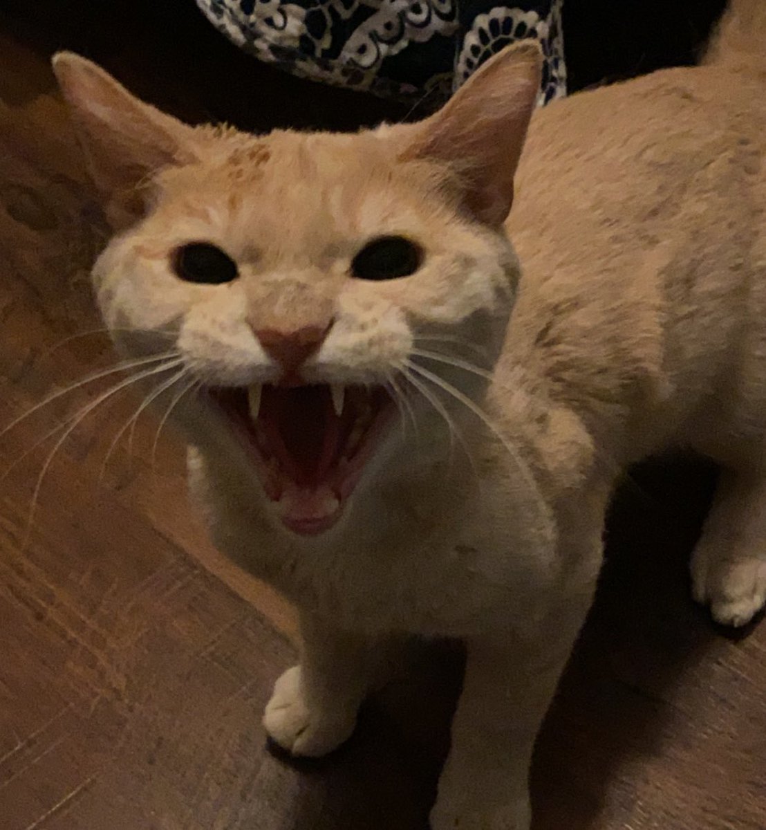SpiritMayo's tweet photo. This is Soju! He’s so cute! Look at the perfect timing of this pic I took tho lol https://t.co/sNM161ZczA