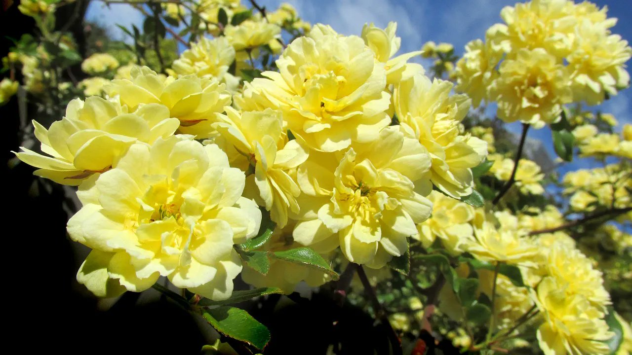 تويتر メリアルーム 土日祝いいねお休みです على تويتر 今日の花 5月16日の誕生日花は モッコウバラ 花言葉は あなたにふさわしい人 です この日生まれの人は マイペースでおっとりした性格 我が道を進んでいくタイプですが 振る舞いが美しくお تويتر メリアルーム 土日祝いいねお休みです على تويتر 今日の花 5月16日の誕生日花は モッコウバラ 花言葉は あなたにふさわしい人 です この日生まれの人は マイペースでおっとりした性格 我が道を進んでいくタイプですが 振る舞いが美しくお