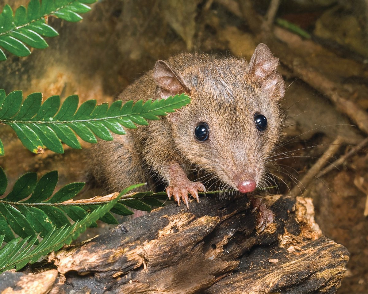 Are you a recent #communications graduate looking for an inspiring #career opportunity? We’re seeking a talented and enthusiastic individual to join our Communications team! 

Find out more 👉 bit.ly/AWC-Comms-Assi…

📷 Subtropical Antechinus at Curramore (QLD). W Lawler/AWC