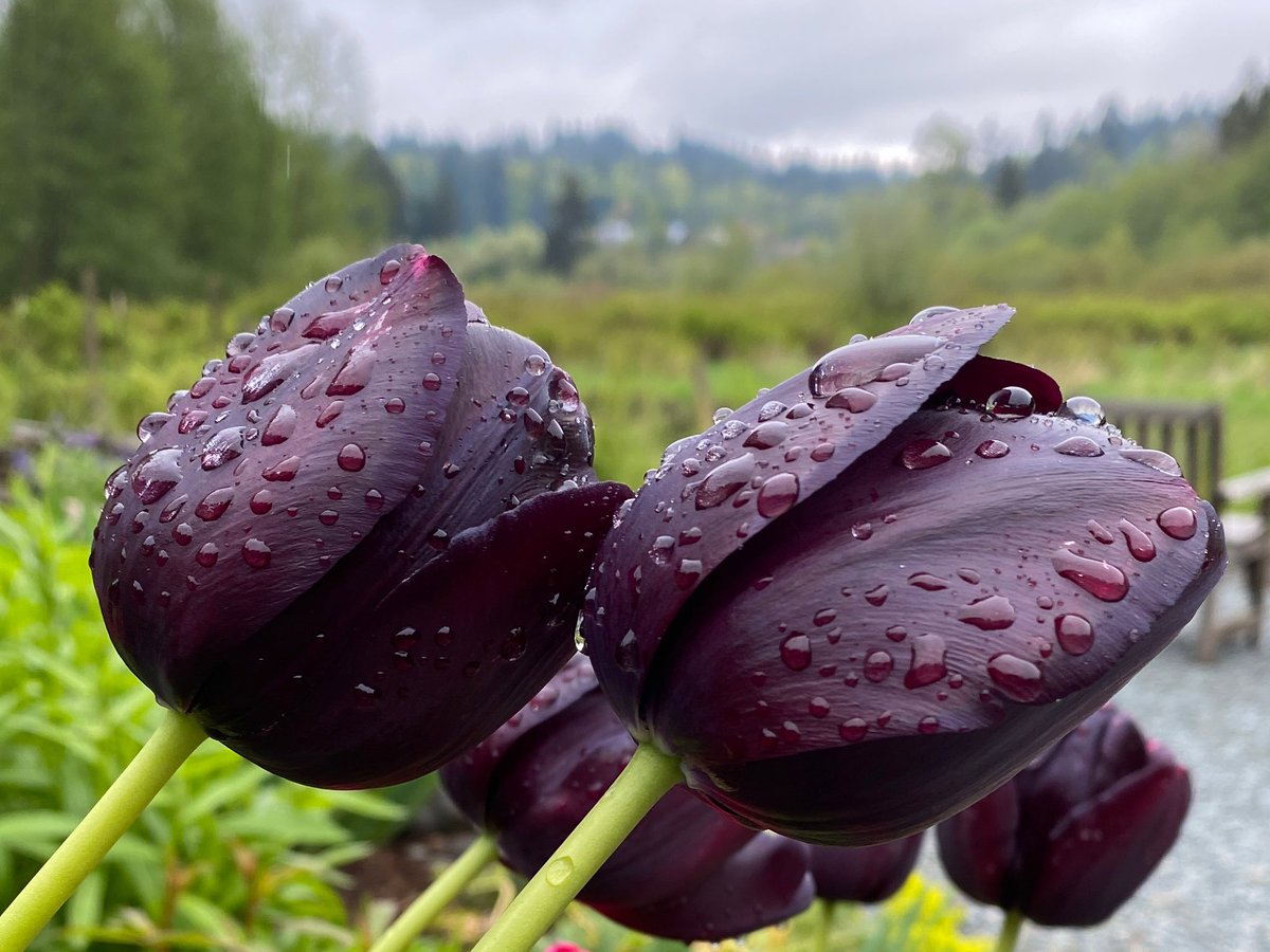 Josie_Osborne's tweet photo. Pressed “pause” for a day this weekend in the beautiful #CowichanValley to recharge for the upcoming week. The words that best sum it up are “verdant, peaceful, and delicious!” 🙏🏼 to all the food growers, winemakers, tea makers, retailers and restaurants. #buyBC #growBC https://t.co/ipLosrMC4T