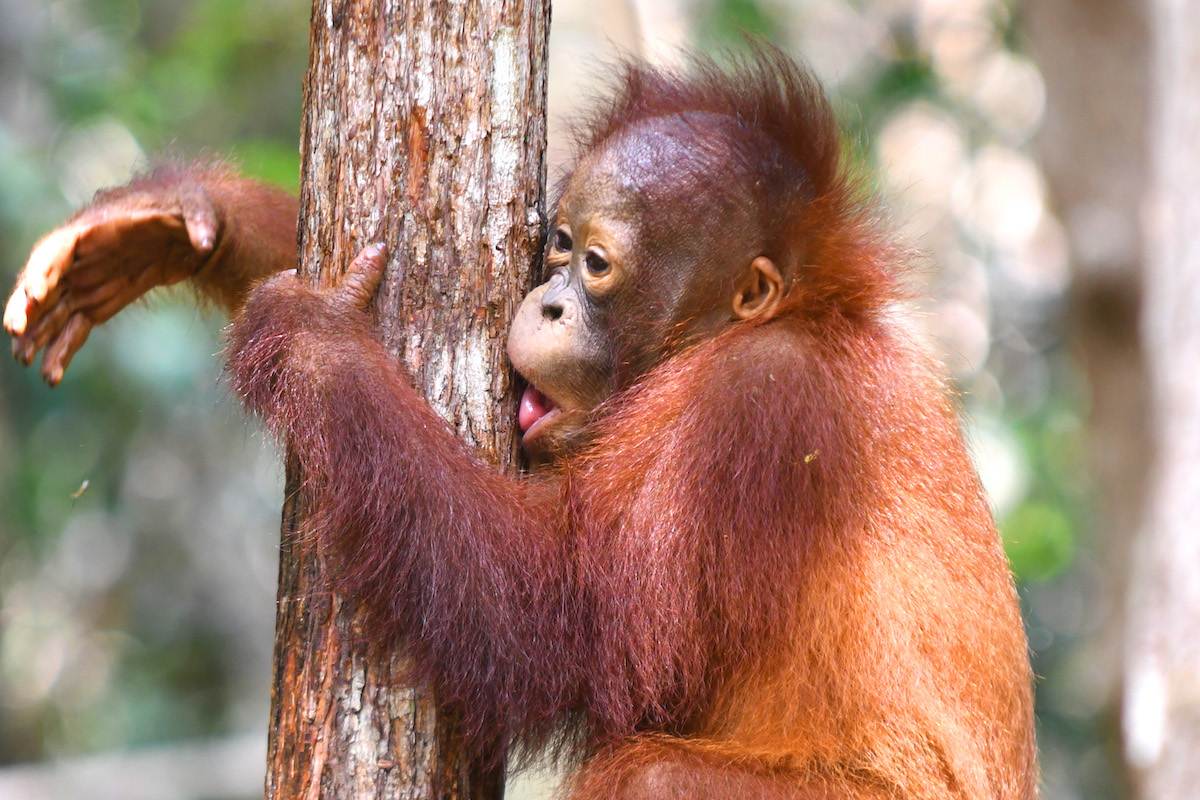 redapes's tweet photo. Hope y'all had a nice weekend! 🦧❤️🌳 https://t.co/dBtpTC56JQ
