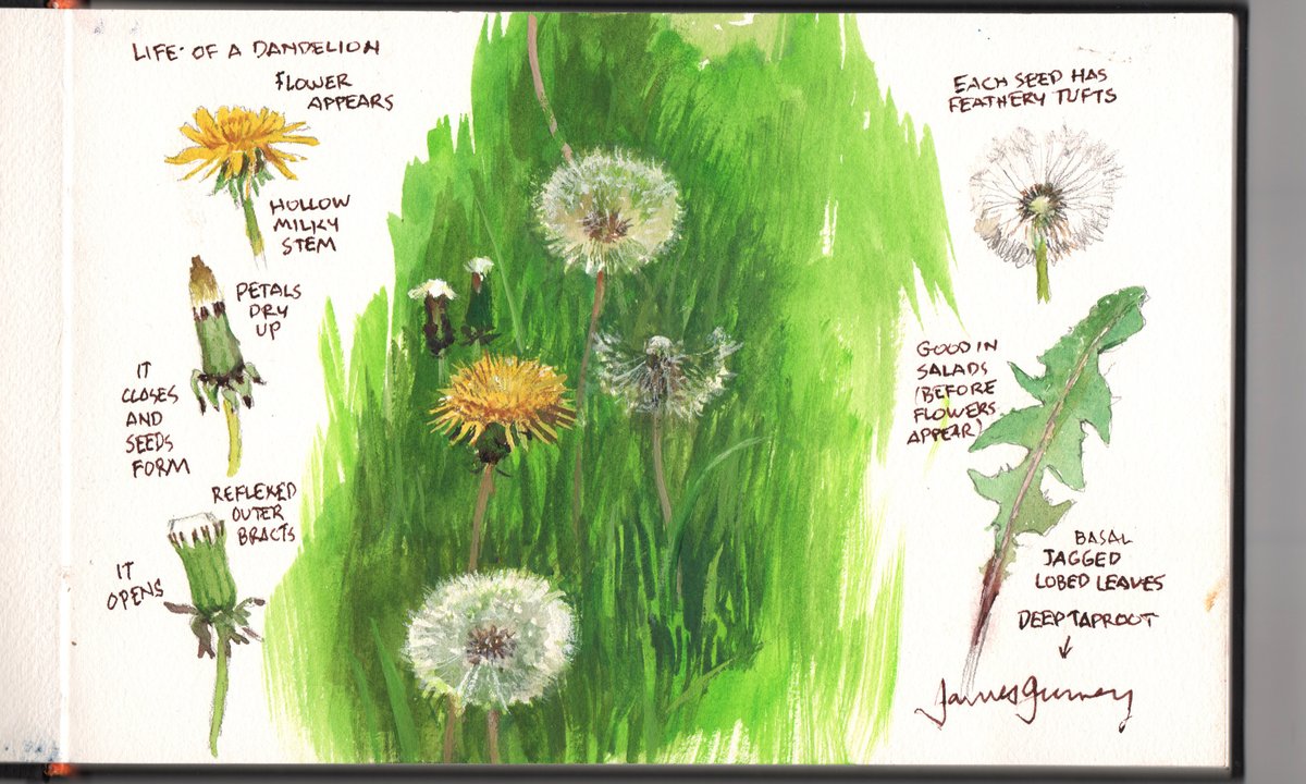 GurneyJourney's tweet photo. "A weed is but an unloved flower." —Ella Wheeler Wilcox
https://t.co/wDuounIkFt
#nybg #botanicalart #flowerpainting #artofweeds #botanicalpainting #gouachepainting #pleinairpainting #pleinairflowers #wildflowerart #pleinairinvitational #pleinairnybg #dandelionart https://t.co/vEs3TnHOPX