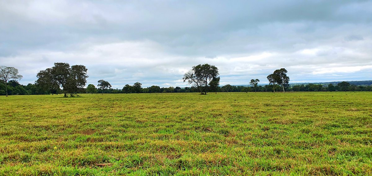 pecuariadobem's tweet photo. Manejo de #Outono ... pastos após pastejo intensivo, foram roçados e vedados. Agora vamos usar os vedados e voltar aqui em Julho.. essas chuvas dessa semana ajudaram muito !!
#agro #Pecuária #sustentável #sustainable #livestock #grassfeed https://t.co/TvcRds4sCi