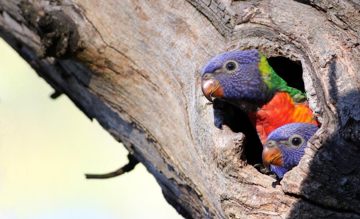SandyHorne61's tweet photo. Who needs this today?
An old photo of a couple of baby rainbow lorikeets down at the creek near my place.
#PoliticsFreeZone https://t.co/4dPKlj5F4R