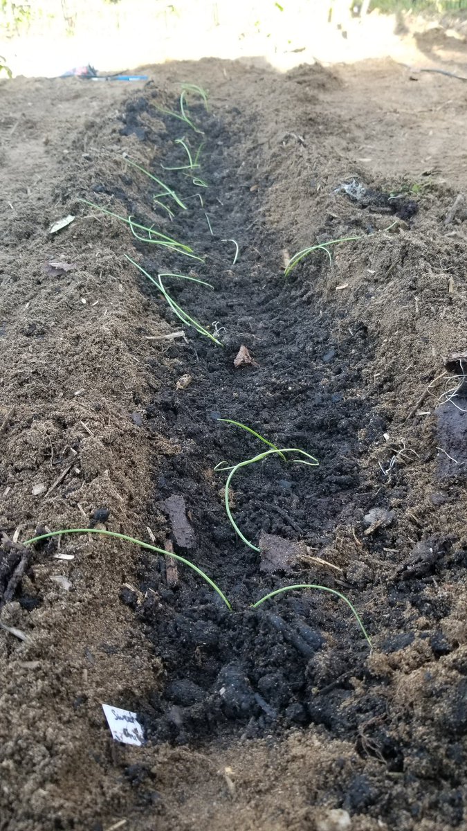 TheCryptoKennel's tweet photo. I'm down! Just gotta wait for the onions to be ready 😆. Seedlings just went in today. They'll perk up soon.
#Euj
#DoOnlyGardeningEveryday.
$DOGE
#RawEujChallenge
#dogecoin
#doge https://t.co/Ixiw8vquyC