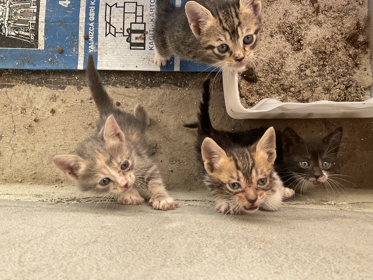 gidebilsin's tweet photo. Kuma kakalamayı da öğrenmişler!!! Burada kucak sırası sebepli duvara tırmanıyorlar😭🥹❤️‍🔥 https://t.co/YDkcfA9KNi