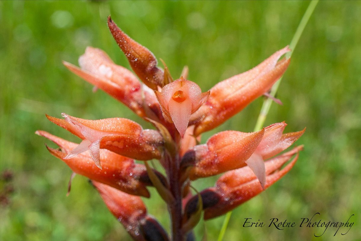 OrchidGroves's tweet photo. Sacoila lanceolata - commonly referred to as the leafless beaked orchid. A Florida native that I had the pleasure of photographing today along highway 92 in Deland. #Sacoilalanceolata #Orchid #FloridaNativeOrchid #WildOrchid #ErinRotnePhotography https://t.co/S9LoK5xxmL