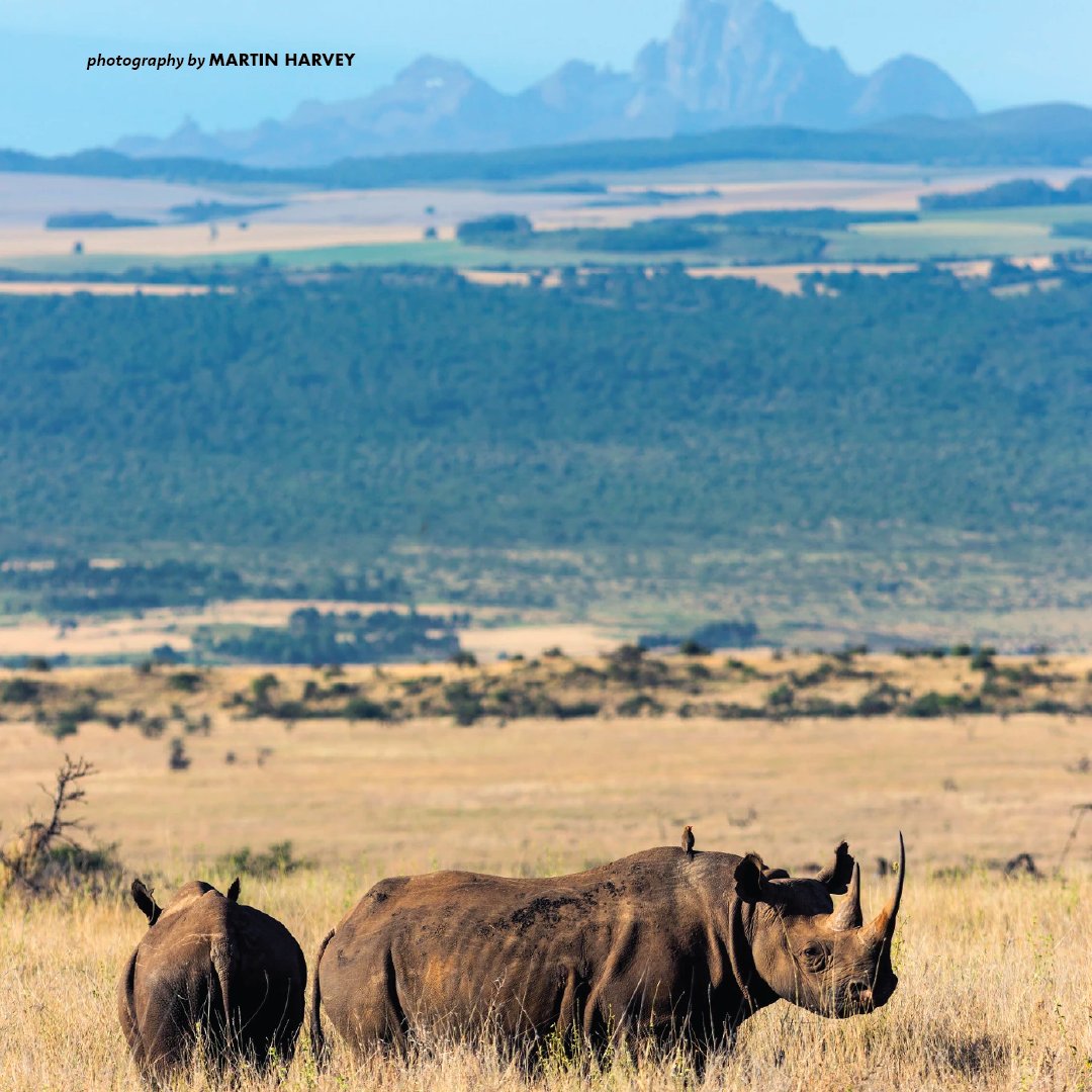 AWF_Official's tweet photo. Rhino horn has NO scientifically proven medicinal value. Retweet widely to spread awareness. https://t.co/XhIfzzI2HN https://t.co/MSBaHuViCr
