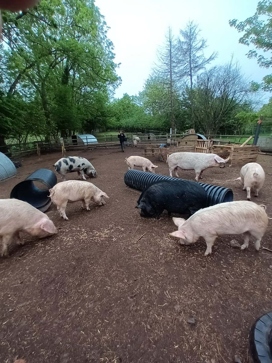 53Nhs's tweet photo. I took a week off work and helped out at my fave animal sanctuary where Lucy the Lamb lives. Ive had the best week ever feeding and looking after 200+ rescue animals. ❤️🐑🐖🐐🦃🐓🐴 https://t.co/nvyfM9apLo