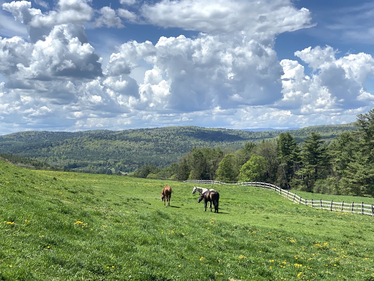 thinlizzy17's tweet photo. We moved our horse to a new farm yesterday. She immediately made friends. I’m still a little bit amazed this beautiful animal is our animal. (She’s the redhead on the left) #OTTB  #EnglishSoul ❤️ https://t.co/ctOVcYCkSm