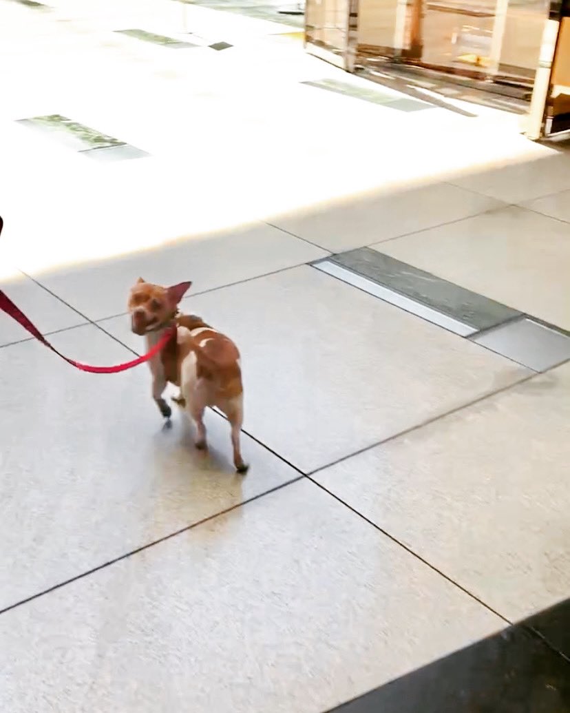 ellej0nes's tweet image. Pretty sure he thinks the leash is there so we don’t get lost vs the other way around. Always making sure everyone is accounted for. ❤️ #slimdog #dog #doglife