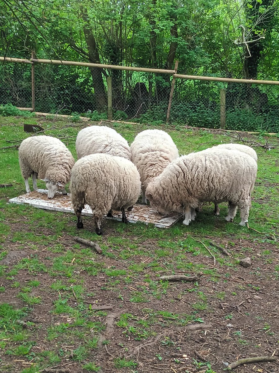 53Nhs's tweet photo. I took a week off work and helped out at my fave animal sanctuary where Lucy the Lamb lives. Ive had the best week ever feeding and looking after 200+ rescue animals. ❤️🐑🐖🐐🦃🐓🐴 https://t.co/nvyfM9apLo