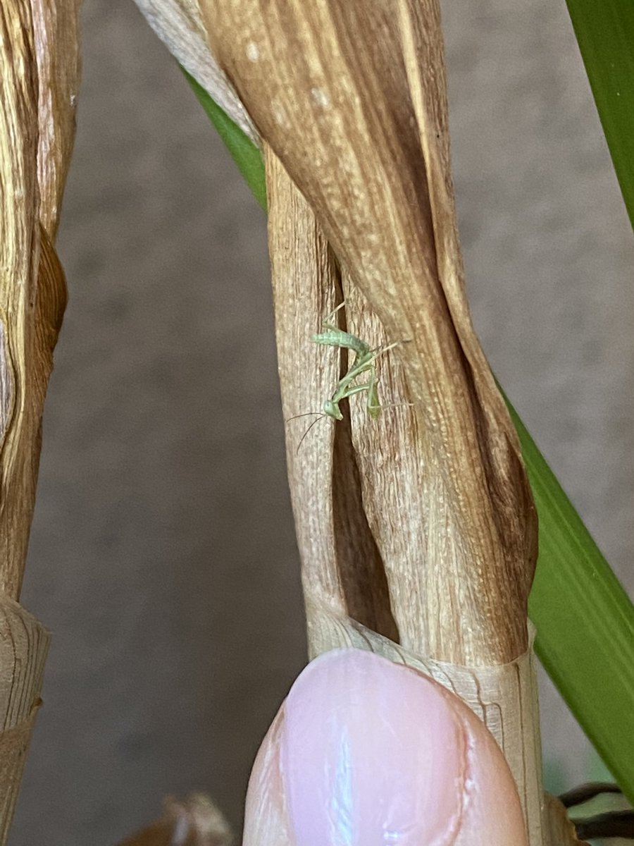 utopia4sharing's tweet image. This is the smalles I have seen around my house.