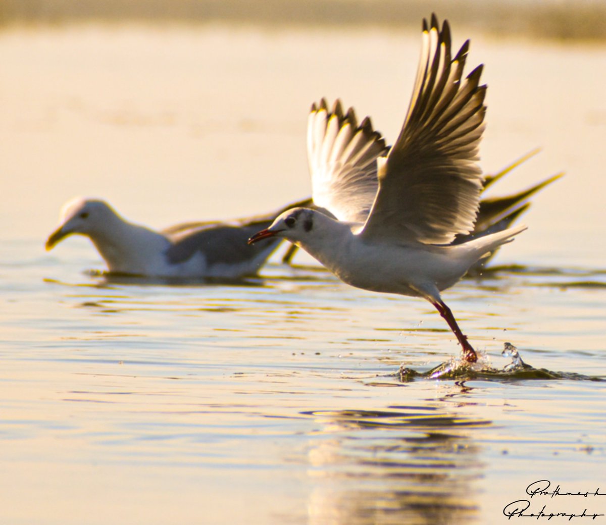 PrathmeshPhoto2's tweet image. Shower of blessing.
A bird getting showered in the morning light and pure water 
#prathmeshphotography #birdphotography #natgeoindia #nikon #nikonphotography #natgeo #gujarattourism #birdlovers #birdlife #hearttouchingphotograph #creativeimagemagazine #natgeoyourshot #nikond5600