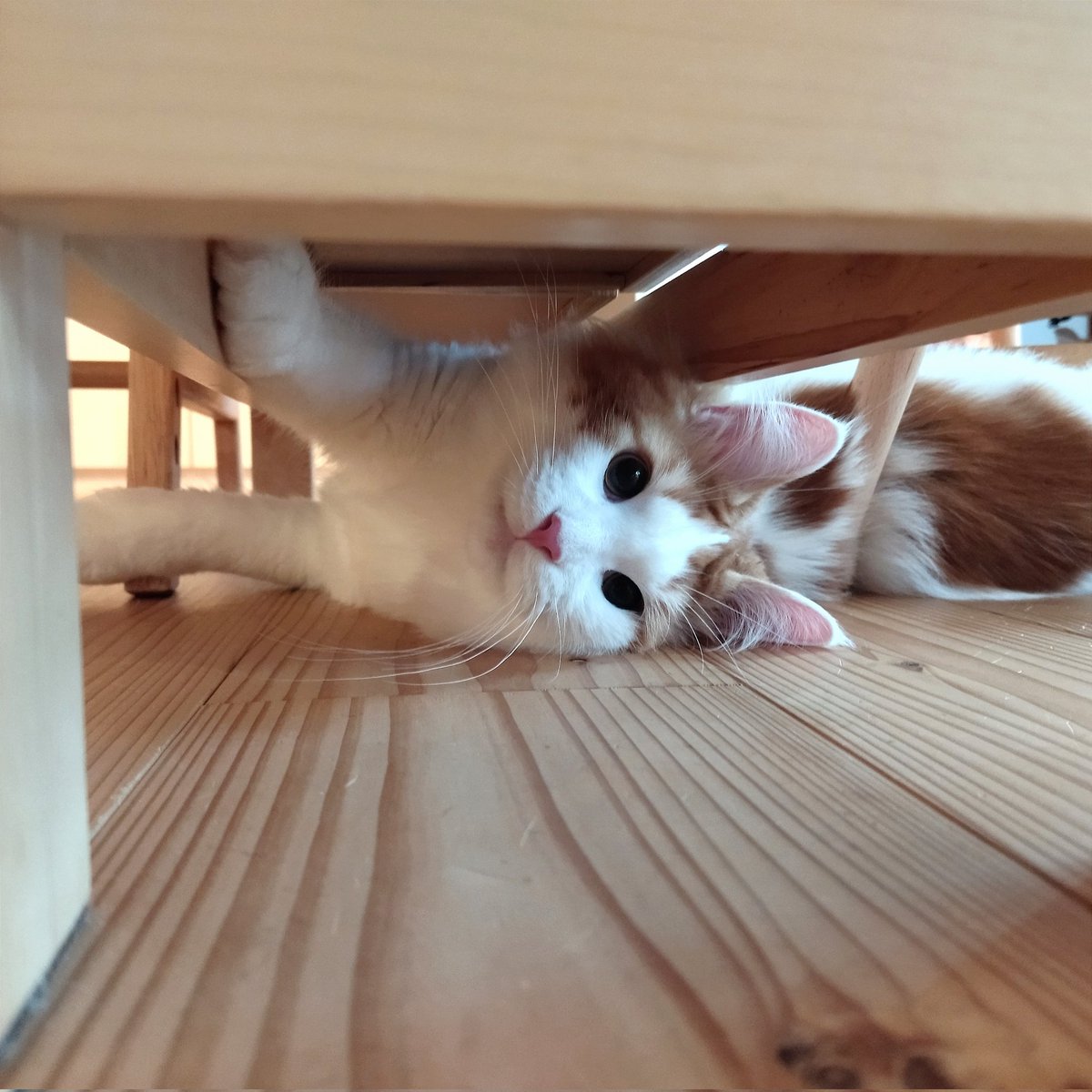mainecoon_sette's tweet photo. 狭いところから おはようございます😽
#メインクーン #メインクーン男の子 #長毛猫 #猫 #猫のいる暮らし #今日の猫 #朝 #おはようございます #狭い #隙間猫 #無垢の家 #漆喰 #maincoon #maincoonlovers #maincoonboy #cat #todayscat #goodmorning #funnypose #solidwood #stuccohouse #narrowspace https://t.co/goBwjntgeq