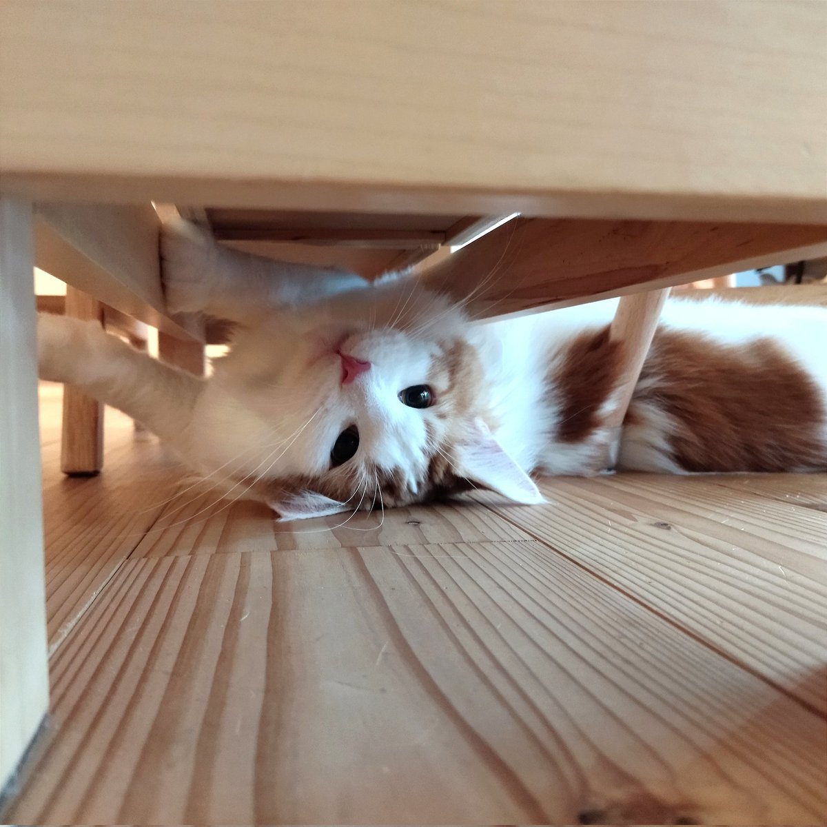 mainecoon_sette's tweet photo. 狭いところから おはようございます😽
#メインクーン #メインクーン男の子 #長毛猫 #猫 #猫のいる暮らし #今日の猫 #朝 #おはようございます #狭い #隙間猫 #無垢の家 #漆喰 #maincoon #maincoonlovers #maincoonboy #cat #todayscat #goodmorning #funnypose #solidwood #stuccohouse #narrowspace https://t.co/goBwjntgeq