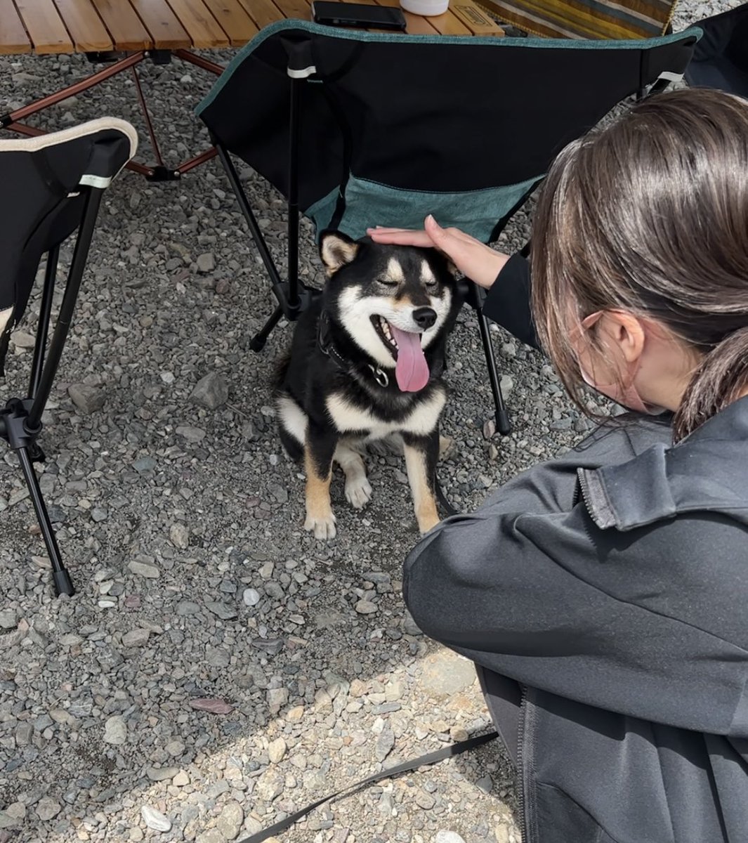 犬のよさ Min T ミント