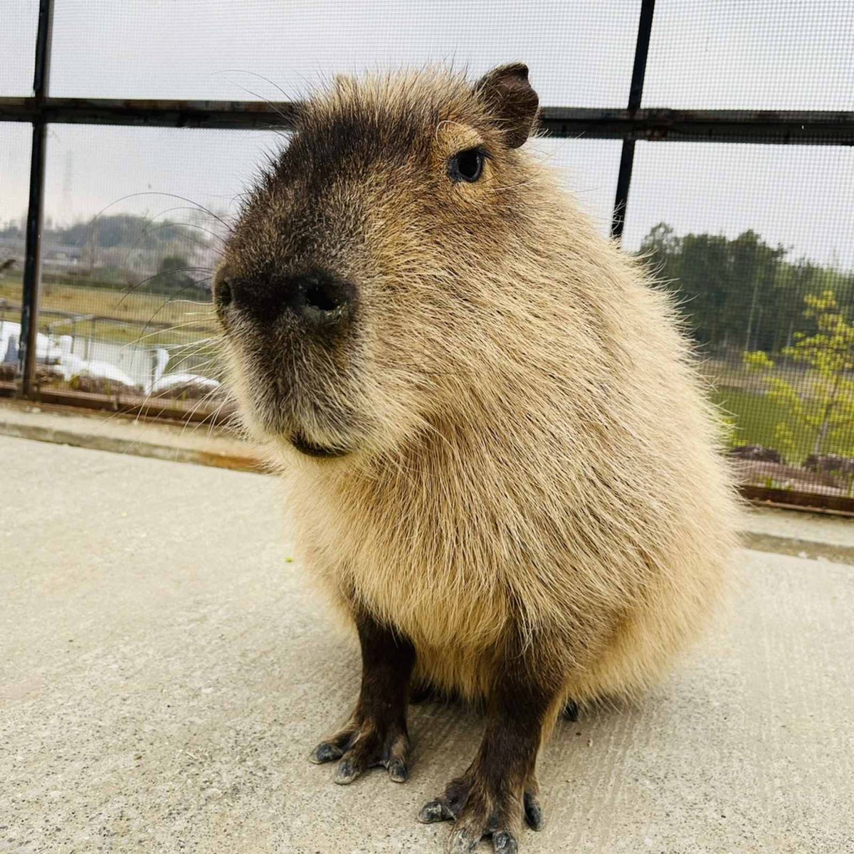 カピバラの“みいちゃん”🎀
触ってほしくて隣に😲

さり気なくアピールするみいちゃんが健気で可愛いです♡

#カピバラ #かまってちゃん #ツンデレ #ハーベストの丘 #動物