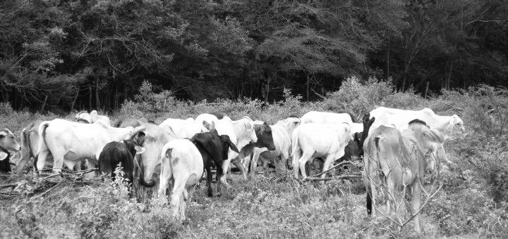 ColFutura26's tweet photo. 🇨🇴🚨 DEBIDO A LA EXPLOTACIÓN GANADERA COLOMBIA OBTIENE UN 80% DE DEFORESTACIÓN 🇨🇴🚨
FECHA : 20 - SEPTIEMBRE- 2027
🧵HILO CON LAS CAUSAS 👇🏼 https://t.co/6ZRuQa4odB