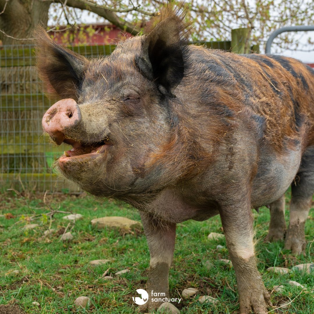 Happiness is being a pig at Farm Sanctuary!