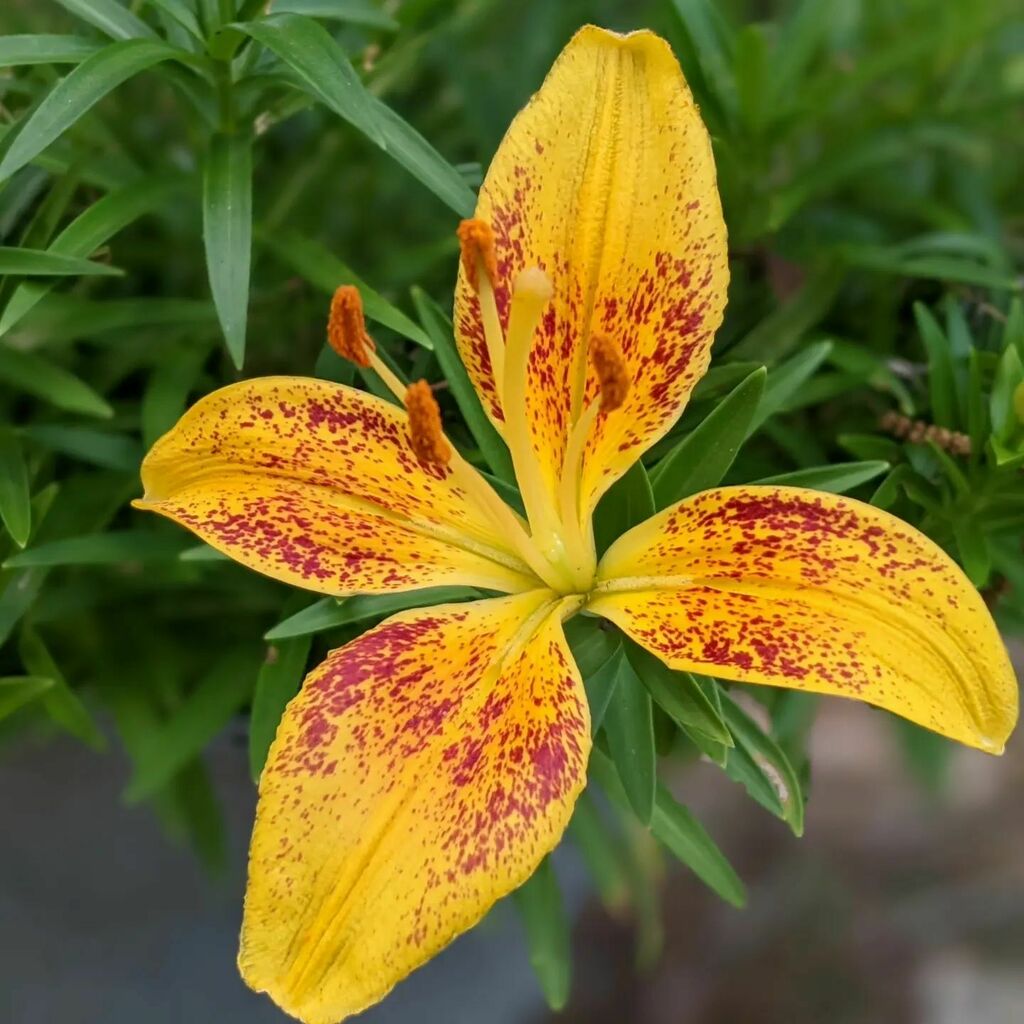 The Asiatic is blooming! instagr.am/p/CdmHdwHLxuY/