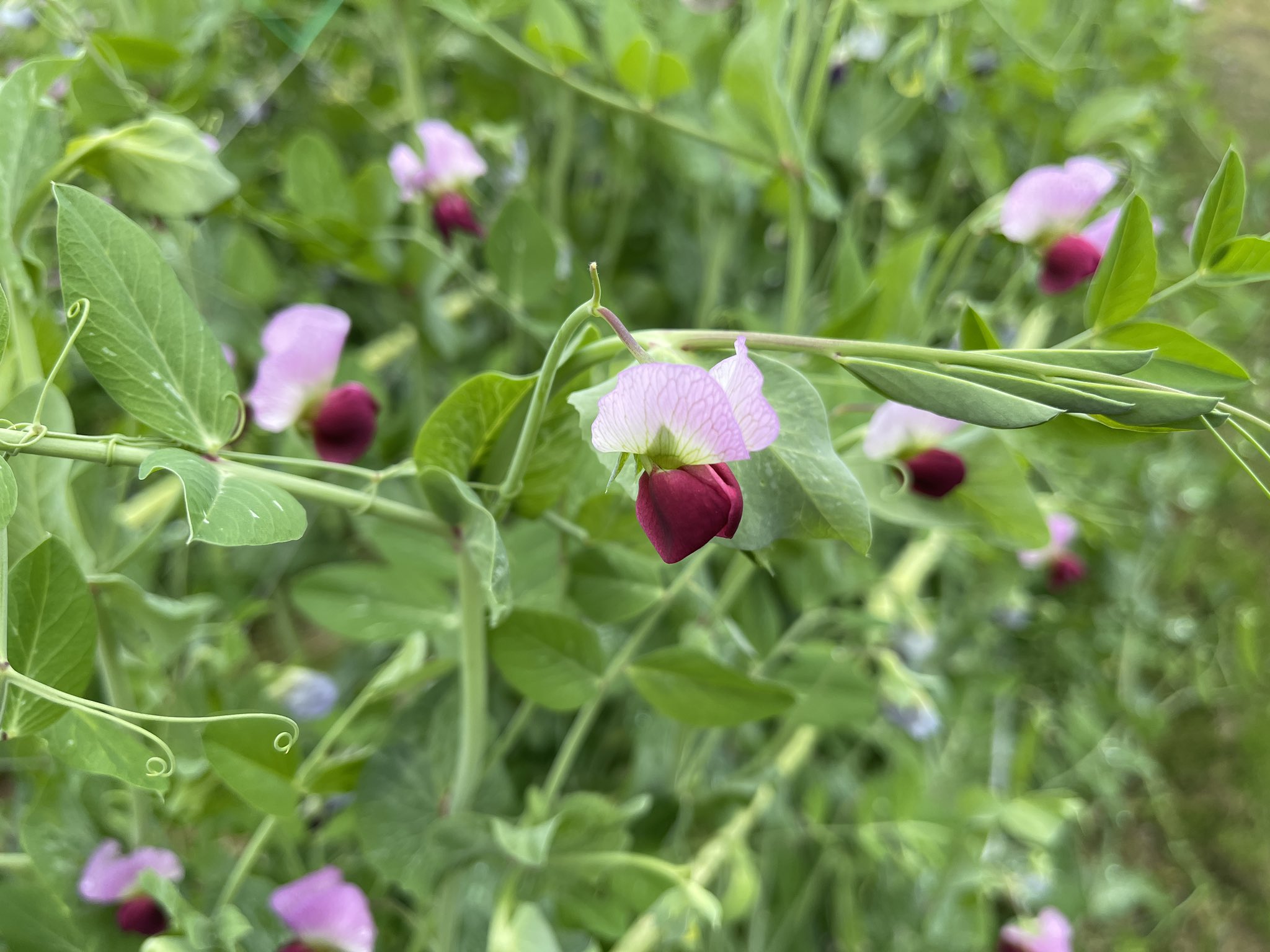 تويتر مشاهدة تغريدة Powerful Seino على Twitter