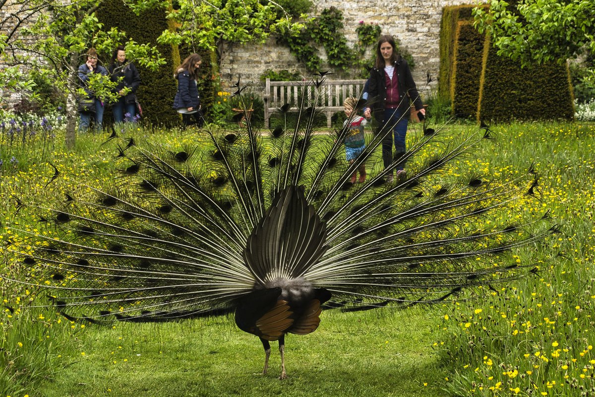 olddavmet's tweet photo. Good day @NunningtonHall lots of local talent on display. The choirs were excellent and appreciated by large crowds but the peacock stole the show for me.
#peacock
#Everyoneneedsnature https://t.co/dbFcbhnDlg