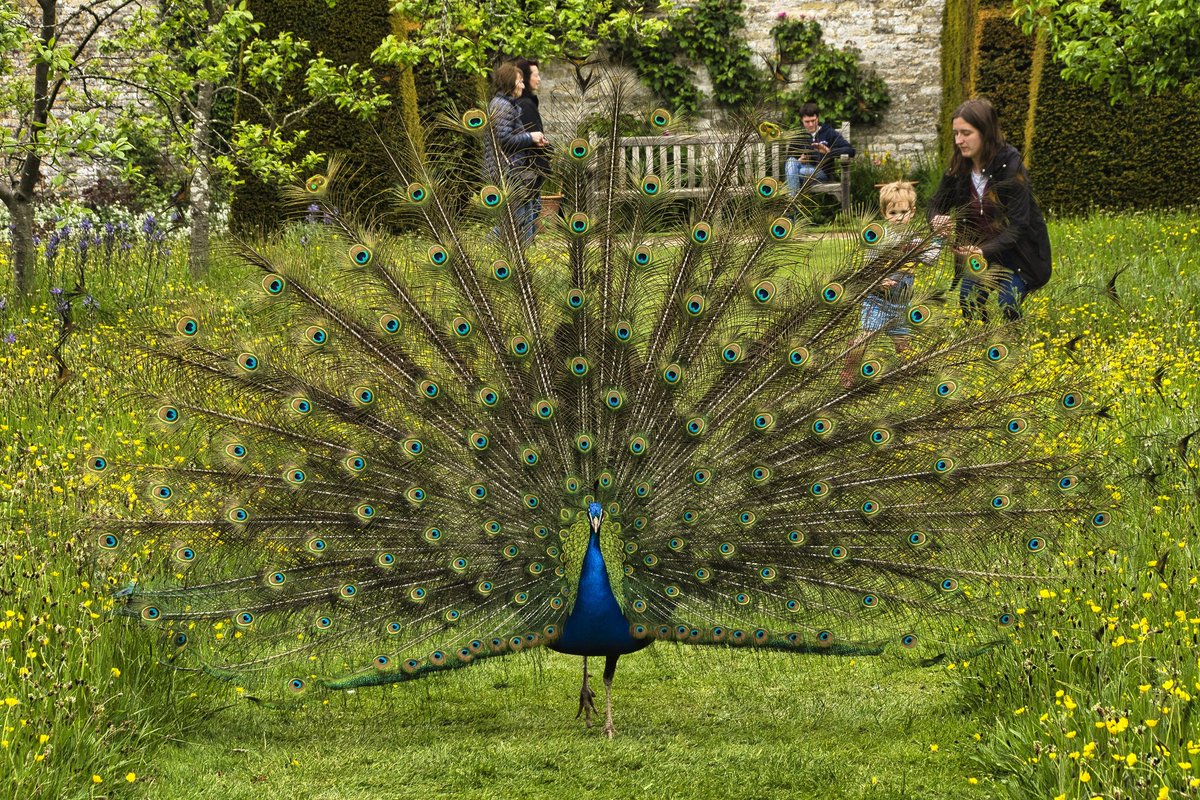 olddavmet's tweet photo. Good day @NunningtonHall lots of local talent on display. The choirs were excellent and appreciated by large crowds but the peacock stole the show for me.
#peacock
#Everyoneneedsnature https://t.co/dbFcbhnDlg