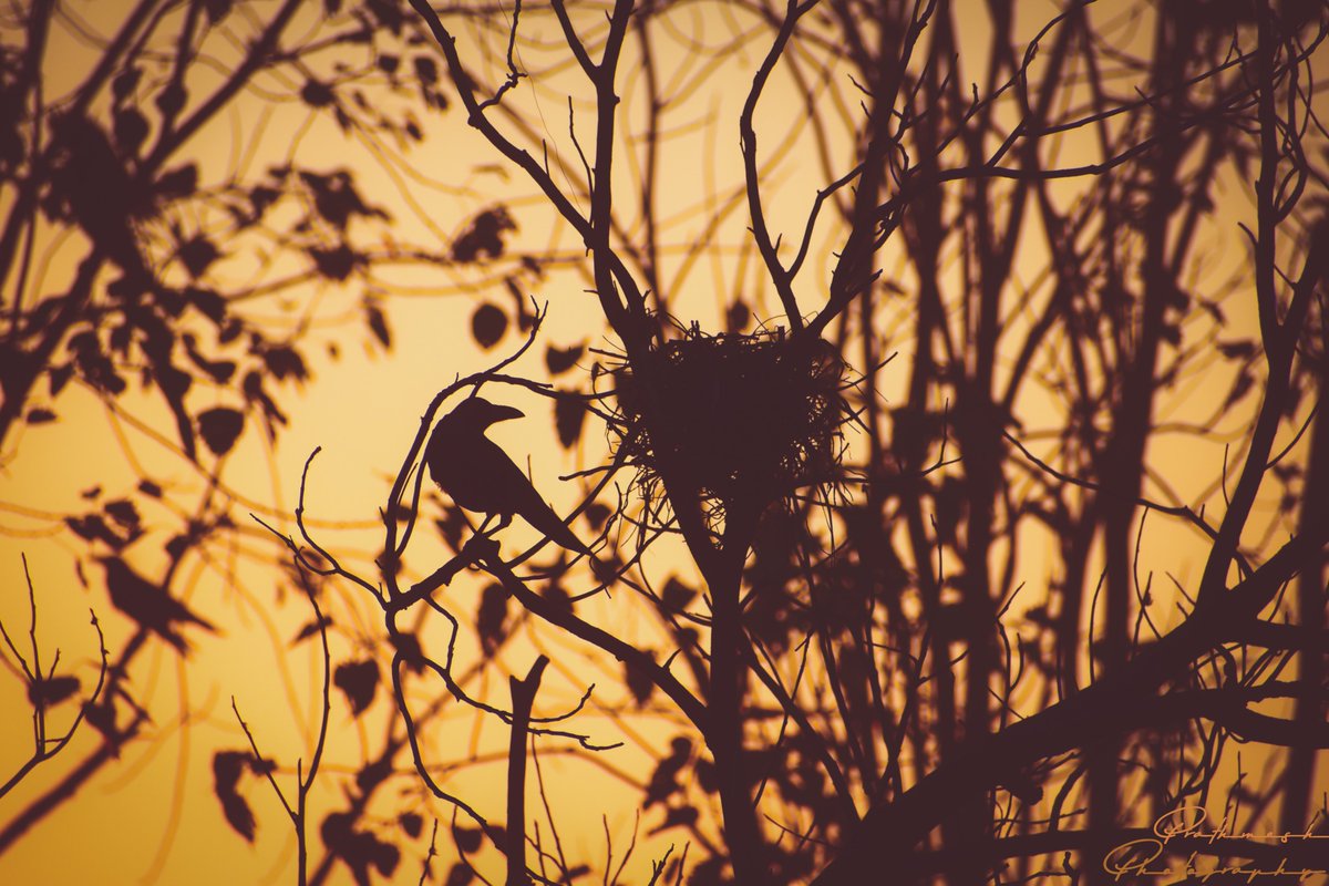 PrathmeshPhoto2's tweet image. Littel one is coming!
Yes, the best days are ahead of you and they&apos;re excited to see you too.
#prathmeshphotography #wildlifephotography #birdphotography #natgeoyourshot #natgeoindia #nikon #nikonphotography #discoverychannel #natgeo #hearttouchingphotograph #nikond5600