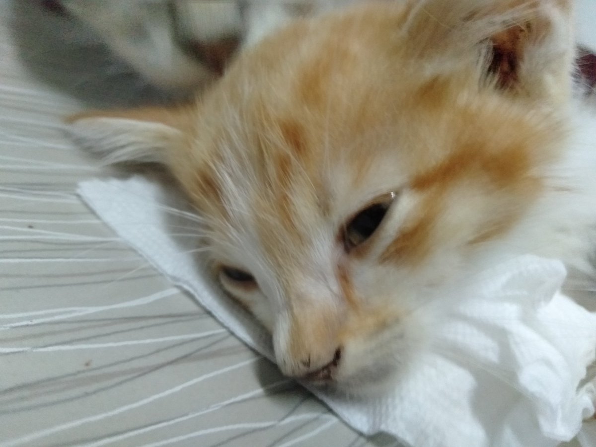 บีกัส aka BISKIT tweet media