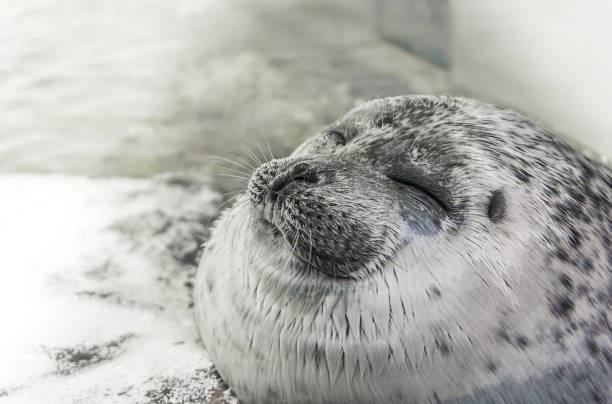 HaveSeal's tweet photo. https://t.co/KyQNrwzpN2