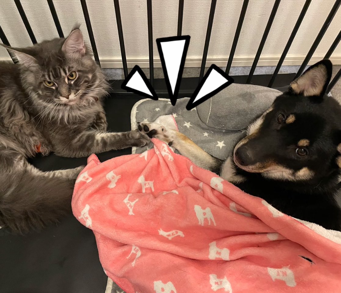 تويتر 柴犬とメインクーン البحث في تويتر